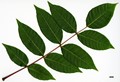 SpeciesSub: var. sinica
